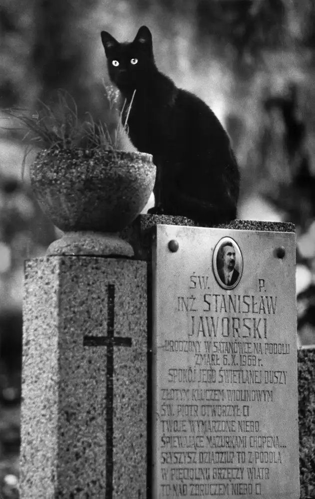 Stefan, Jacek: Incarnation - de Kittysnaps