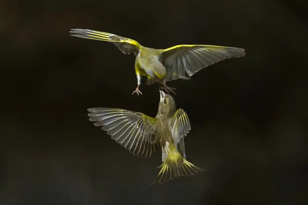 Redaelli, Marco: Flying attack!