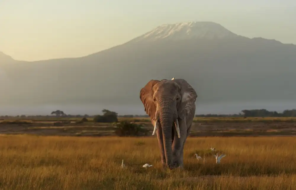 Mei, Massimo: Sotto il tetto dell'Africa