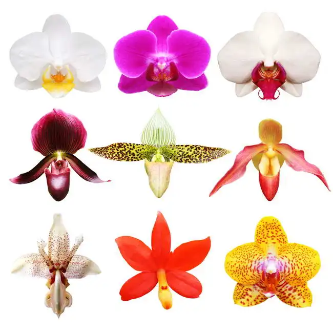 Neznámý: Orchideje
