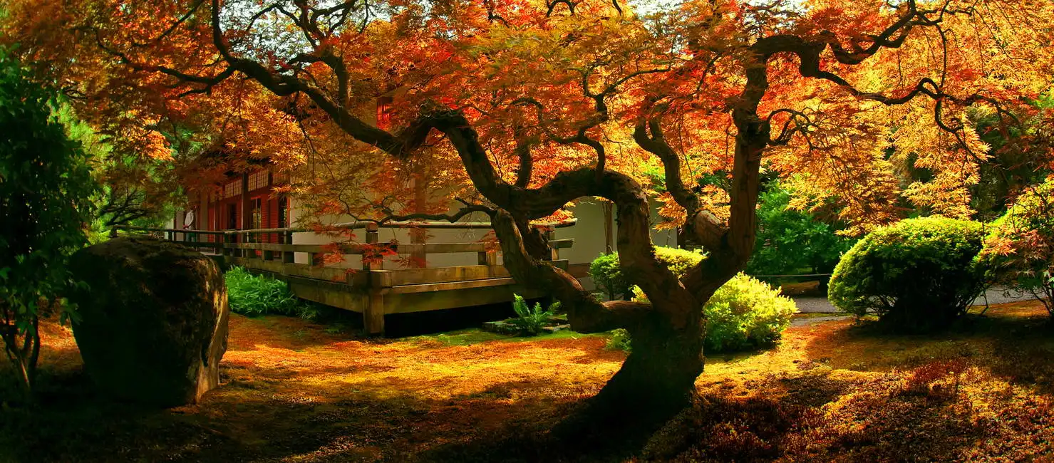 Neznámý: Strom v japonské zahradě