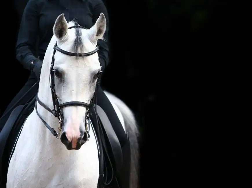 Neznámý: Jezdec na bílém koni