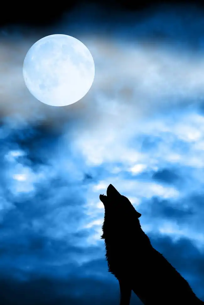 Neznámý: Vlk vyjící na měsíc v úplňku