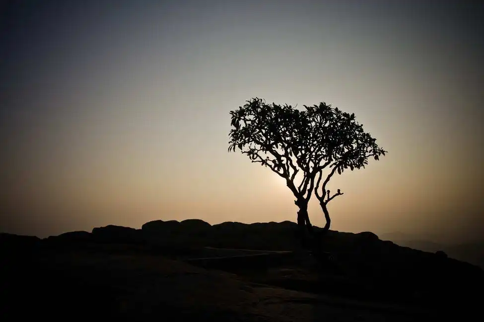 Unknown: Arbre au lever du soleil