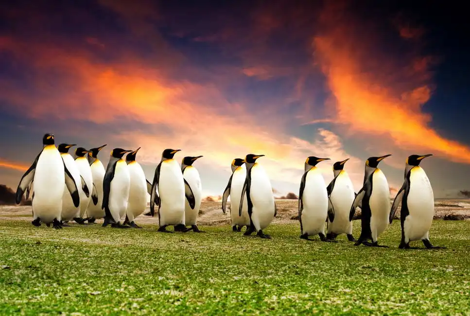 Unknown: King penguins on the Falkland Islands