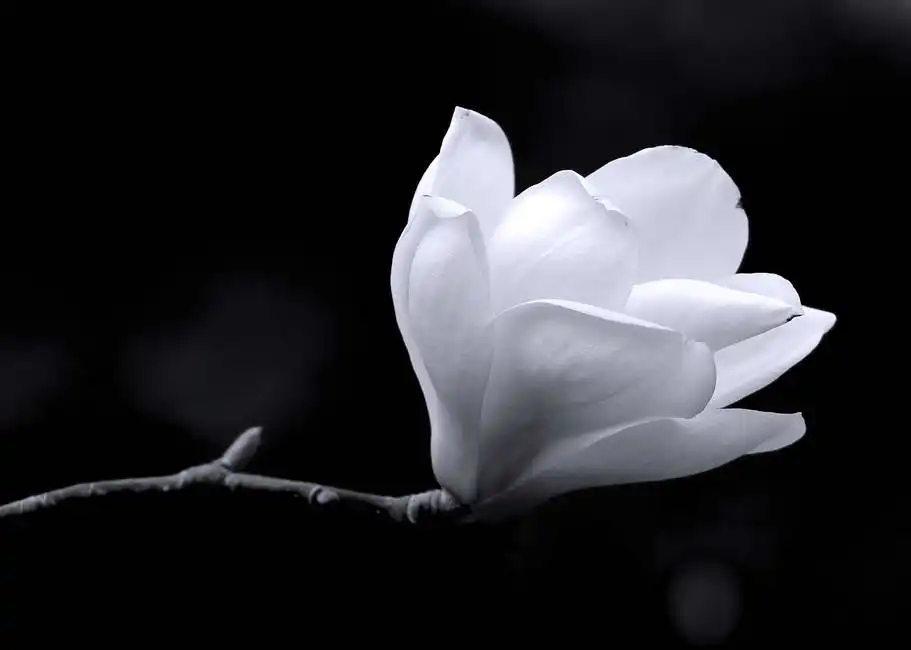 Neznámý: Černá a bílá magnolie.