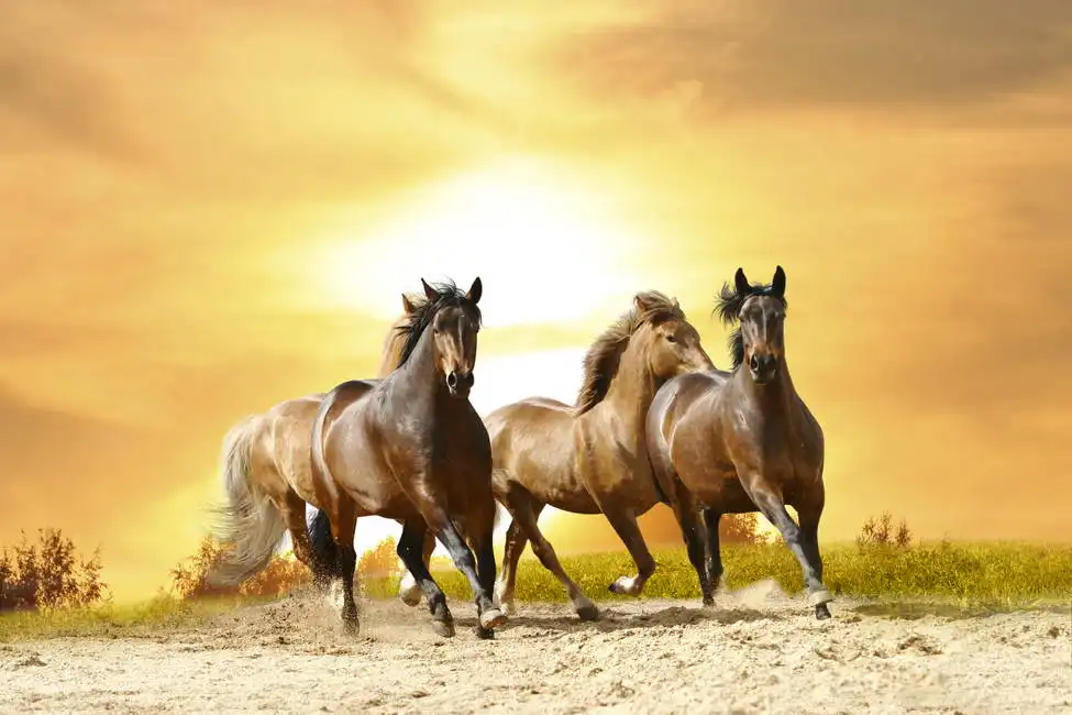 Unknown: Horses at sunset