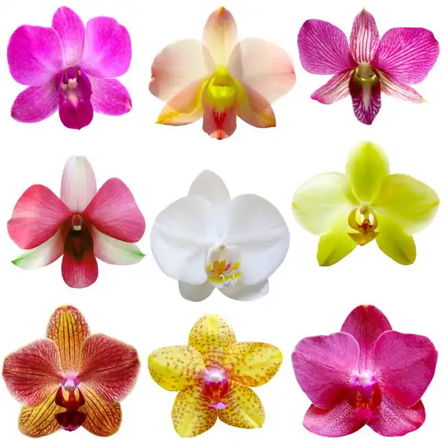 Unknown: Orchids on white background