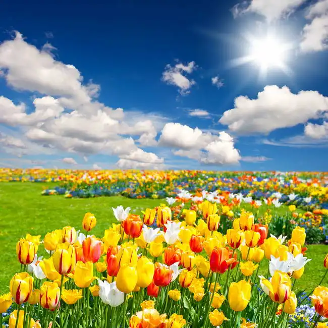 Unknown: Field with flower of tulips