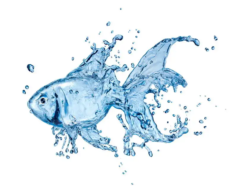 Unknown: Gold fish