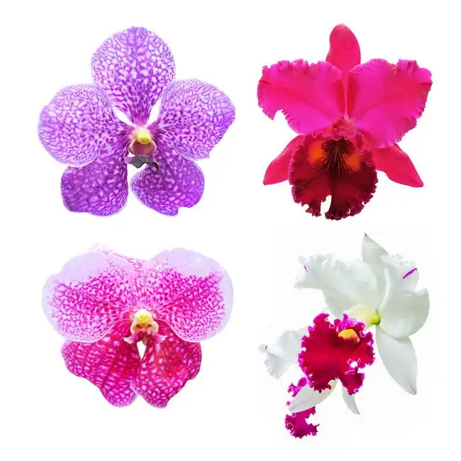 Neznámý: Čtyři orchideje