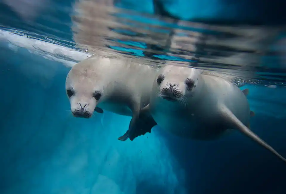 Unknown: Seals (crabeater seal)