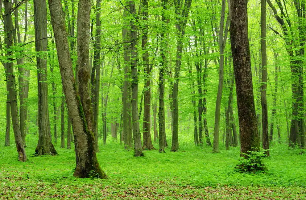 Unknown: Bois vert