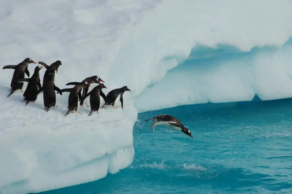 Neznámý: Tučňáci při hře