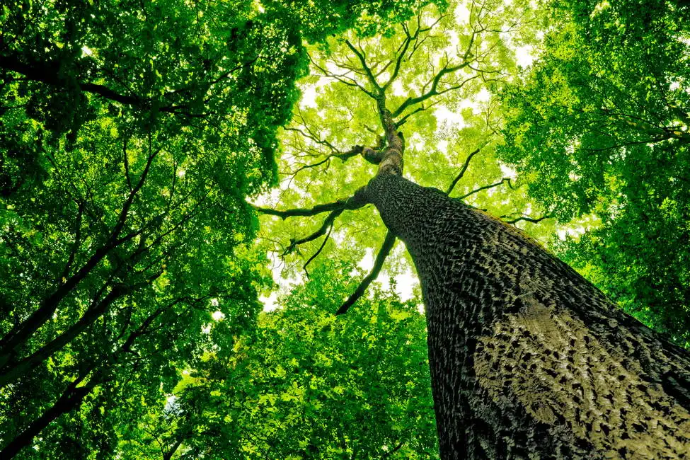Unknown: Arbre