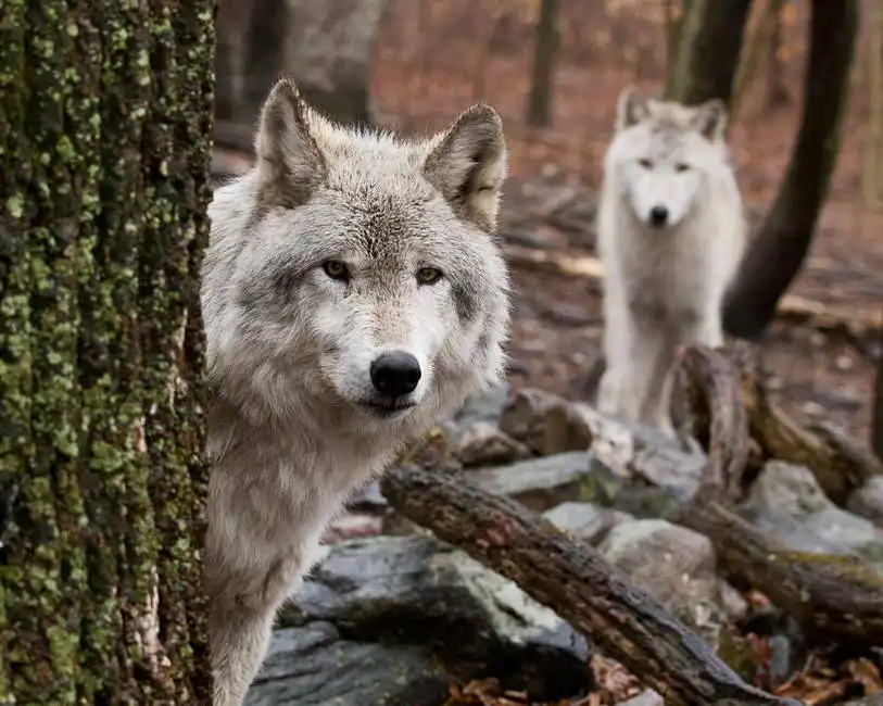 Unknown: Wolves guard