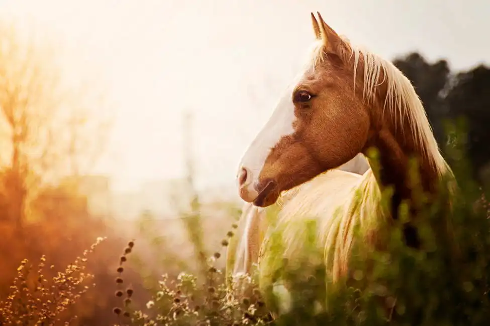 Unknown: Sunrise (horse)