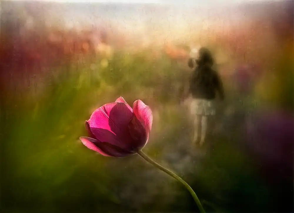 Dou, Shenshen: Un souvenir rose
