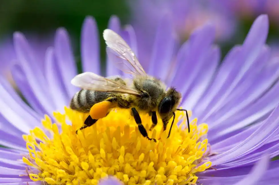 Unknown: Bee on blue Astra