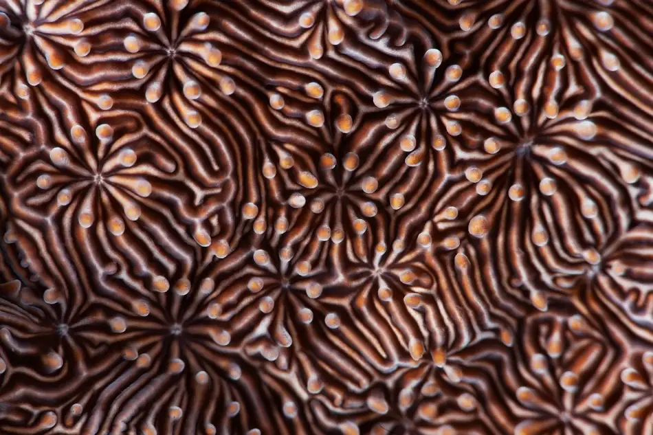 Narchuk, Andrey: Hypnotic maze