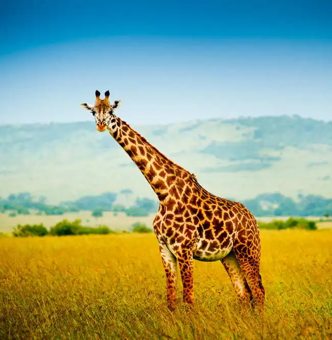 Unknown: Giraffe in Kenya