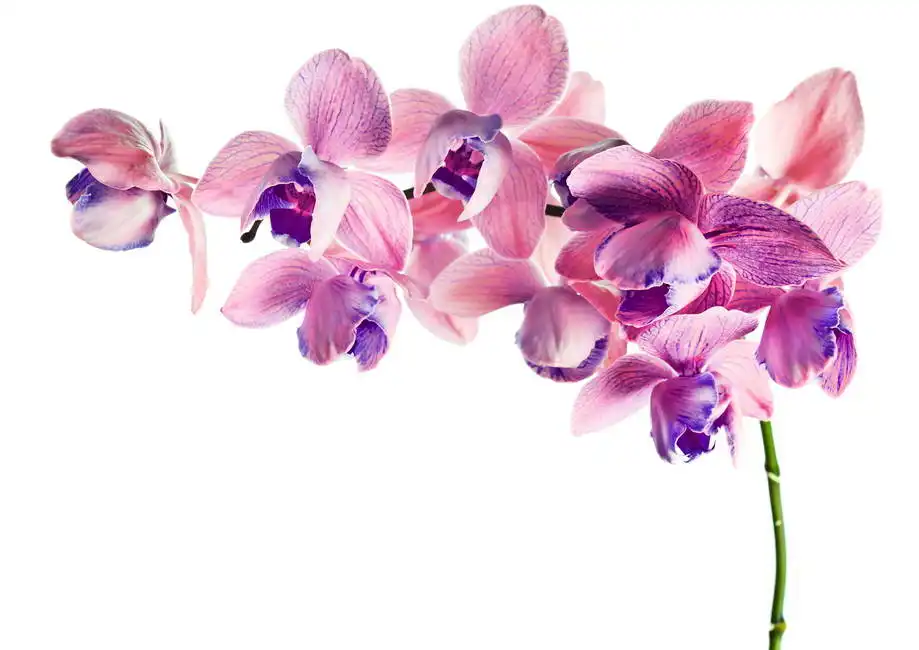 Neznámý: Orchidej na bílém pozadí