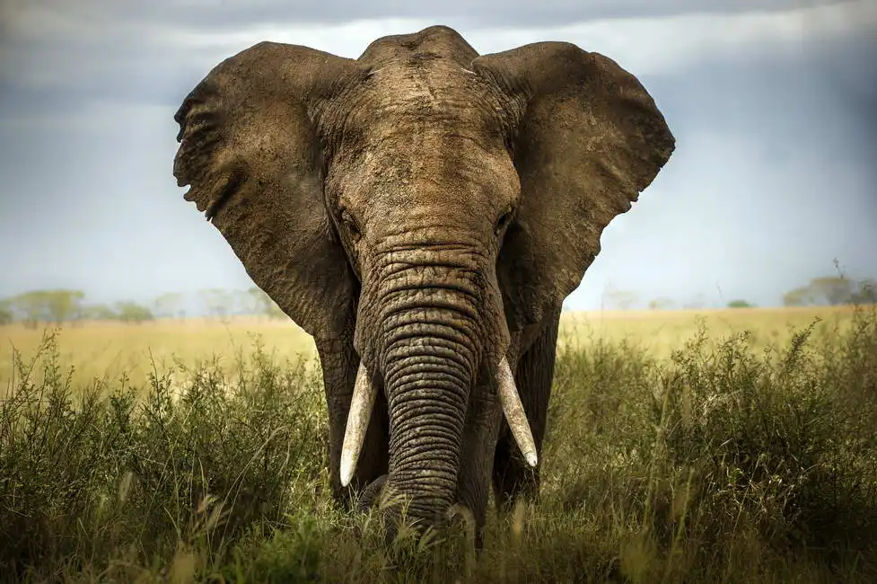 Unknown: Elephant
