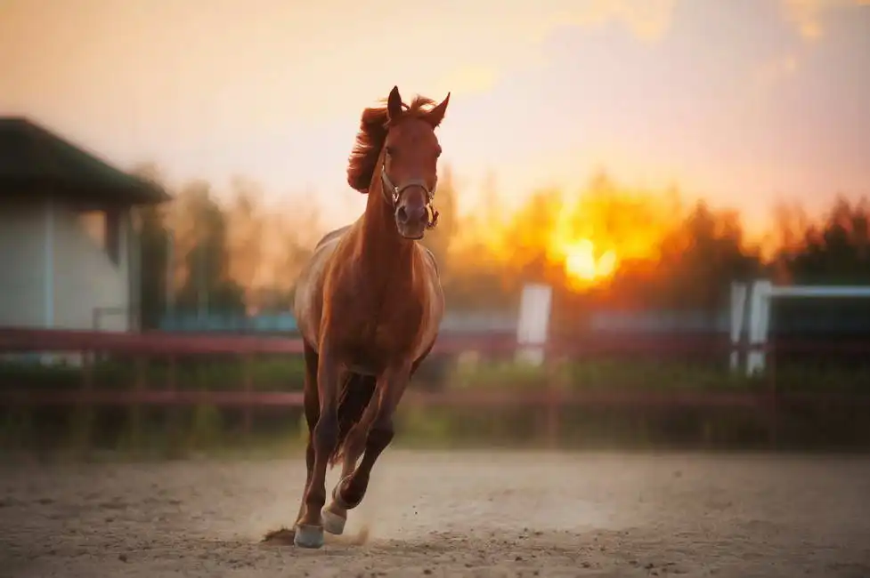 Neznámý: Kůň ve výběhu při západu slunce