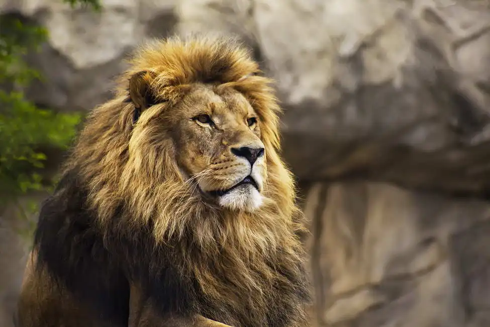 Unknown: Dreamy lion