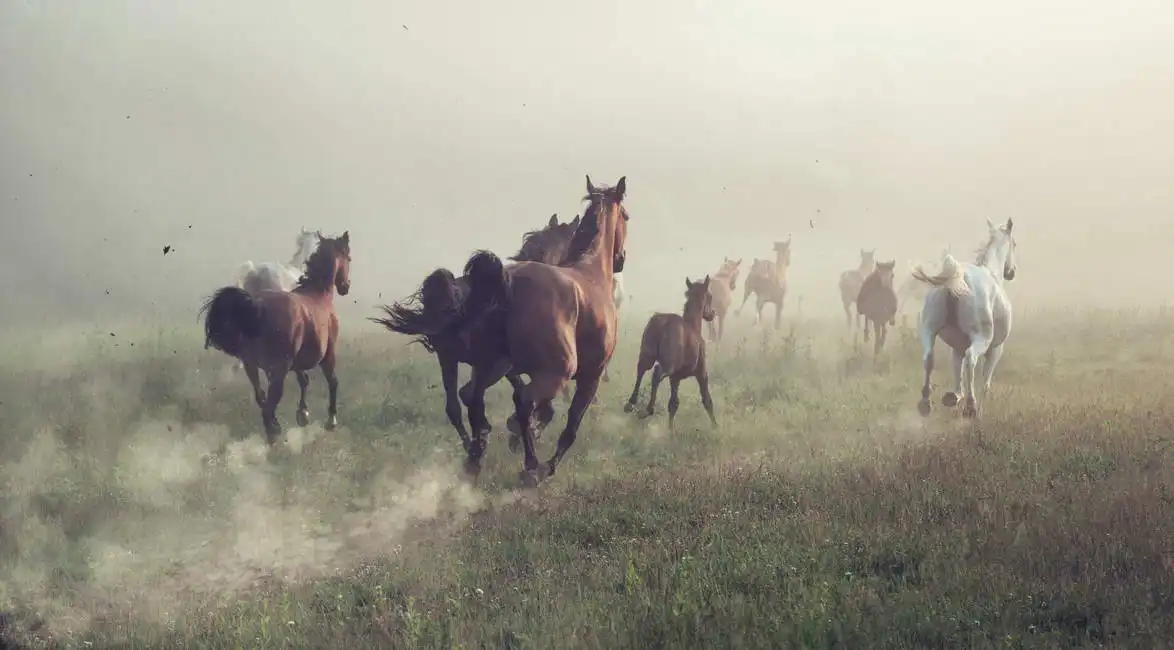Neznámý: Koně v prachu