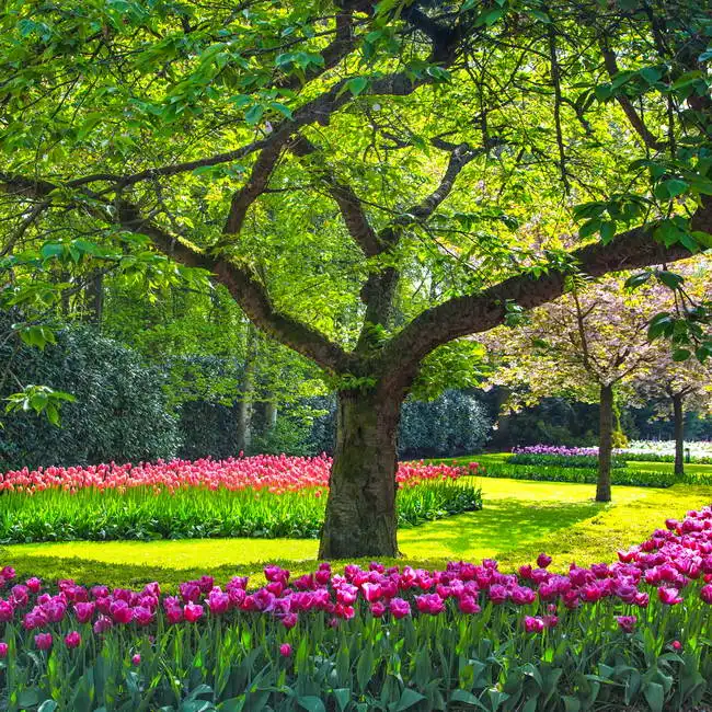 Unknown: Arbre et tulipes
