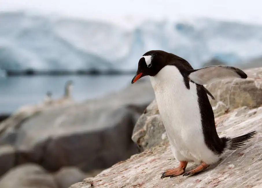Unknown: Gentoo Penguin