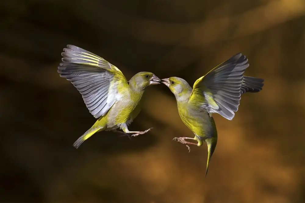 Redaelli, Marco: Flying Kiss 19