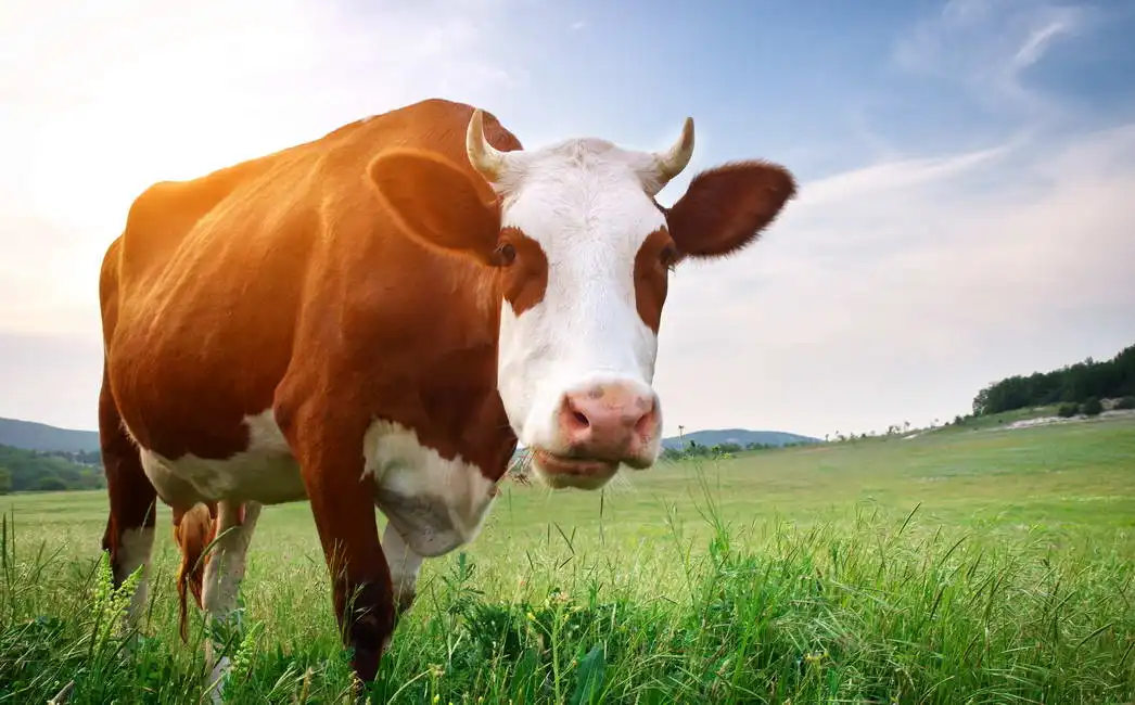 Unknown: Cow in the meadow