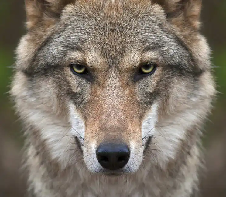 Unknown: Insight into the soul of the wolf