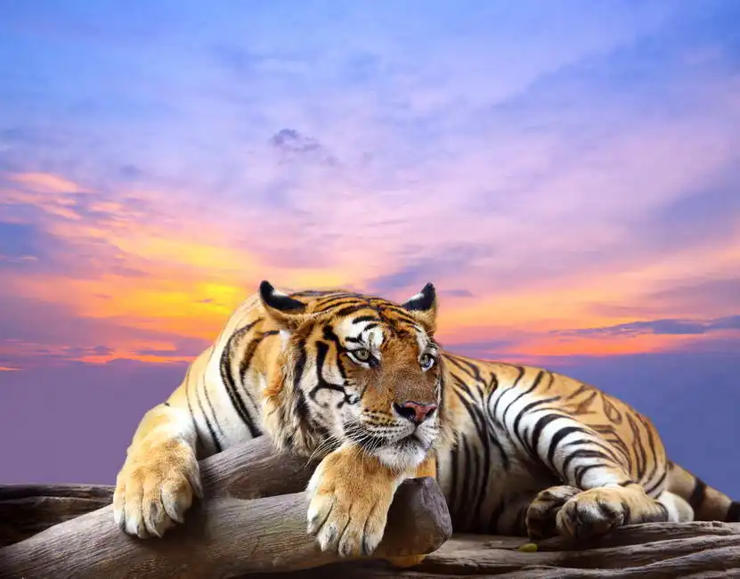 Unknown: Tiger on the rock