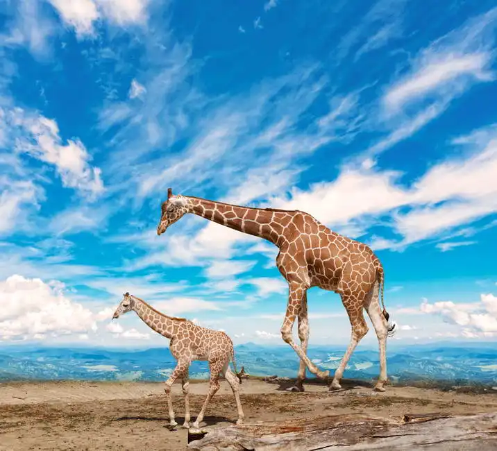 Unknown: Giraffes and blue sky