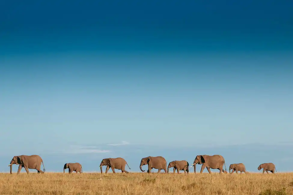 Unknown: Elephant herd