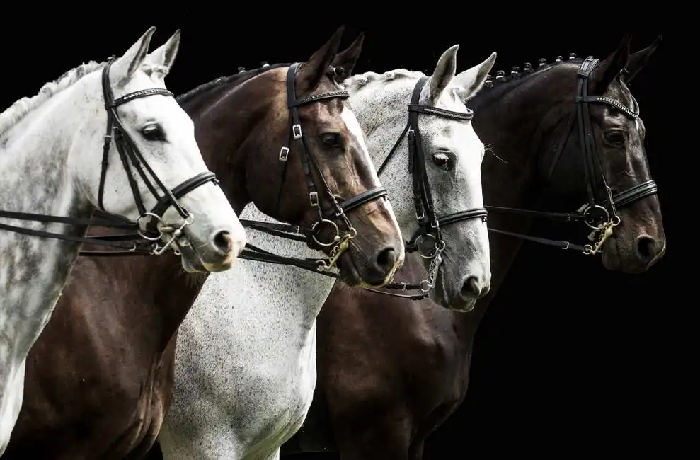 Neznámý: Portrét čtyř koní
