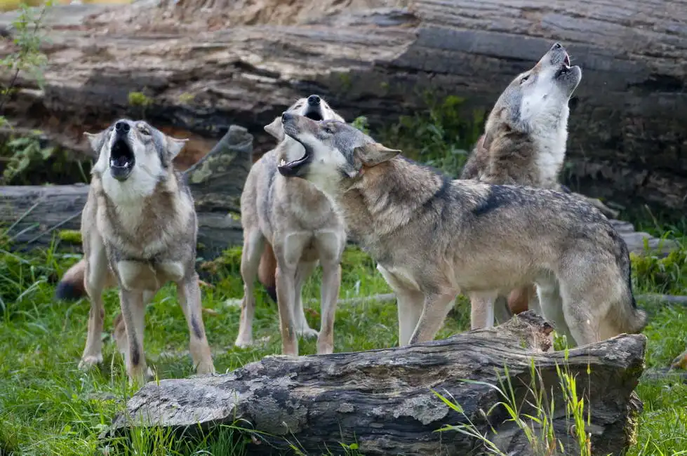 Unknown: Wolves