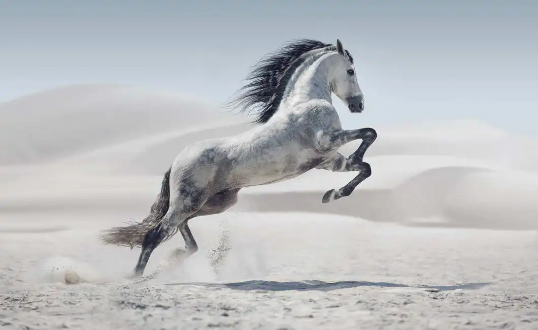 Unknown: Cavallo selvaggio