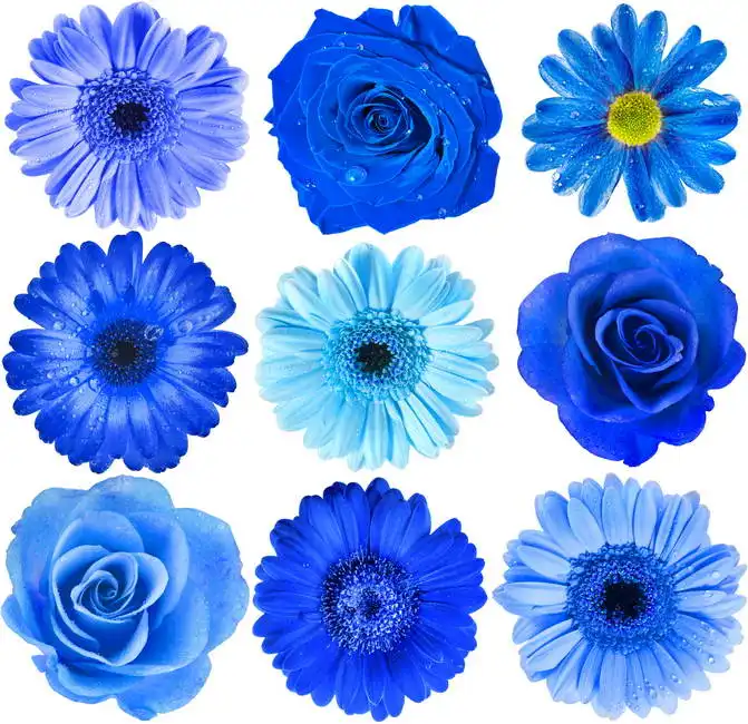 Neznámý: Modré květiny
