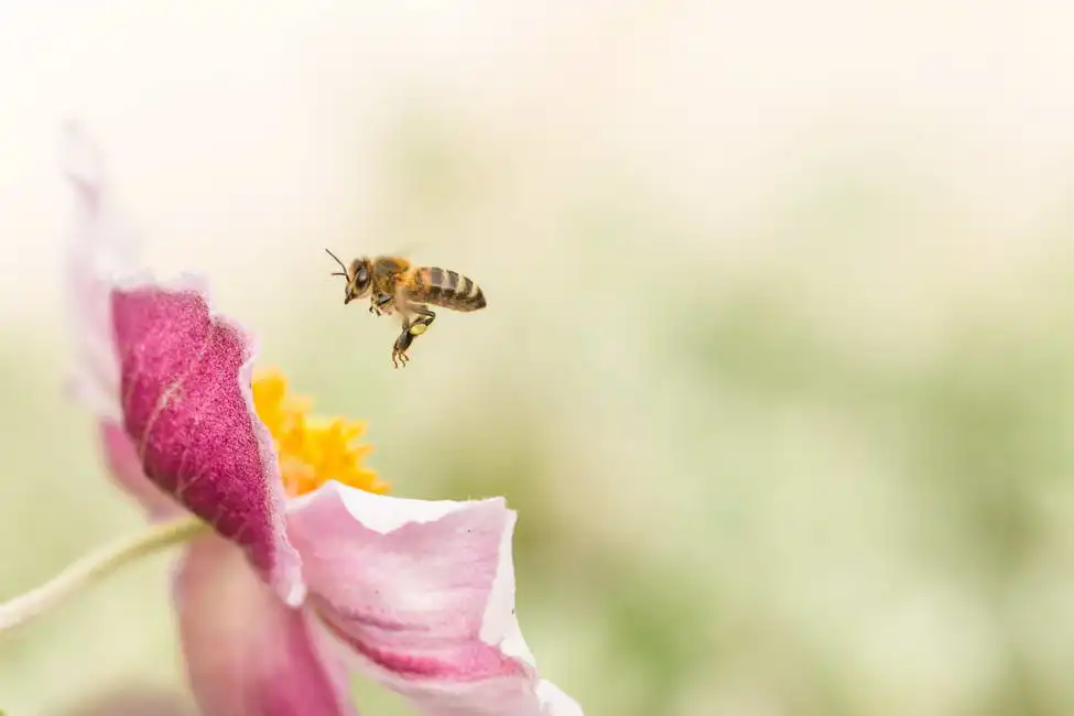 Unknown: Pollination