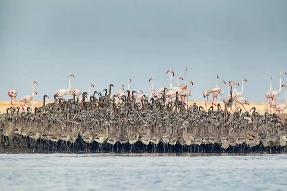 Raga, Gil Joan: Flamingos-Kindergarten