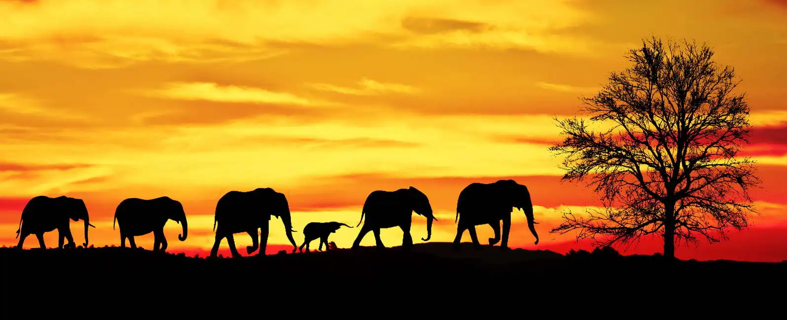 Neznámý: Stádo slonů