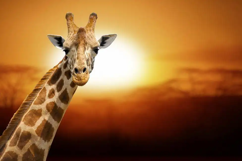 Neznámý: Žirafa a západ slunce, národní park Amboseli Keňa