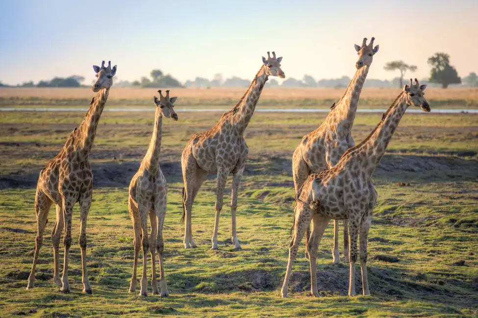 Neznámý: Žirafy na africké savaně