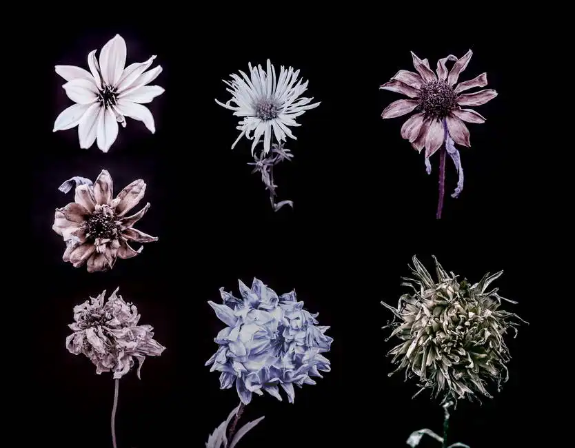 Unknown: Seven flowers