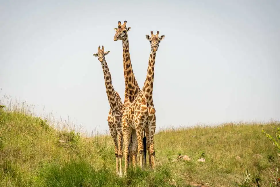 Unknown: Three curious giraffe