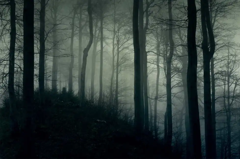 Unknown: Foresta oscura